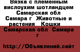 Вязка с племенным вислоухим шотландцем - Самарская обл., Самара г. Животные и растения » Кошки   . Самарская обл.,Самара г.
